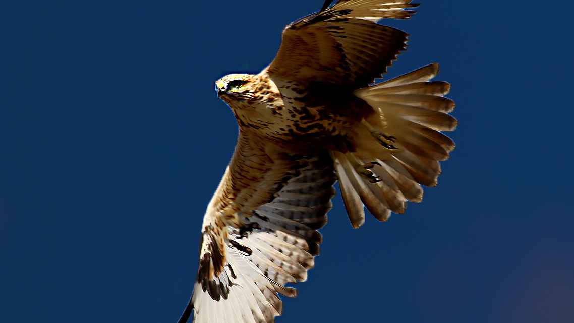 Long-legged Buzzard